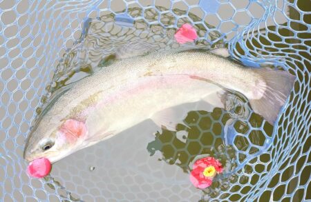 意外と難しい ～岡崎トラウトポンド～